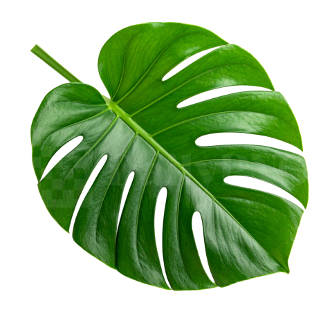 Monstera Leaf PNG Transparent Background