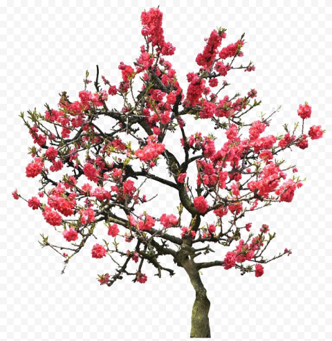 Download Japanese Flowering Cherry PNG Image