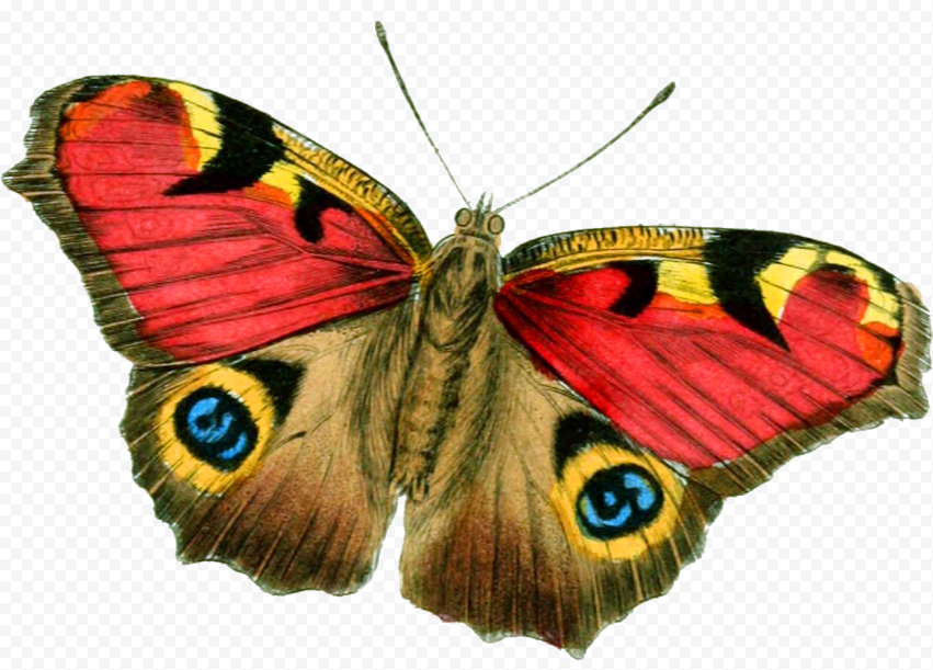 butterfly png cartoon
