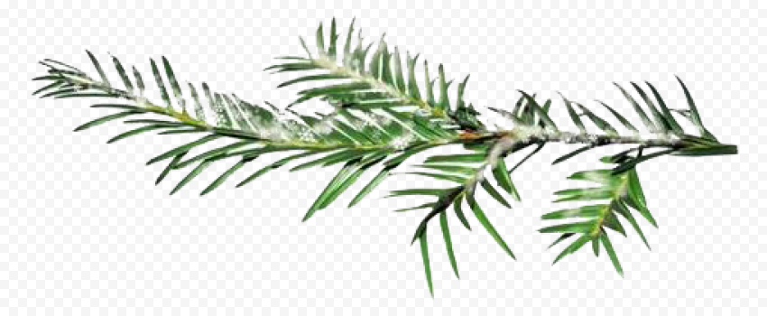 christmas nature clipart