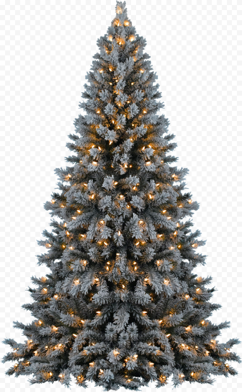 christmas tree transparent