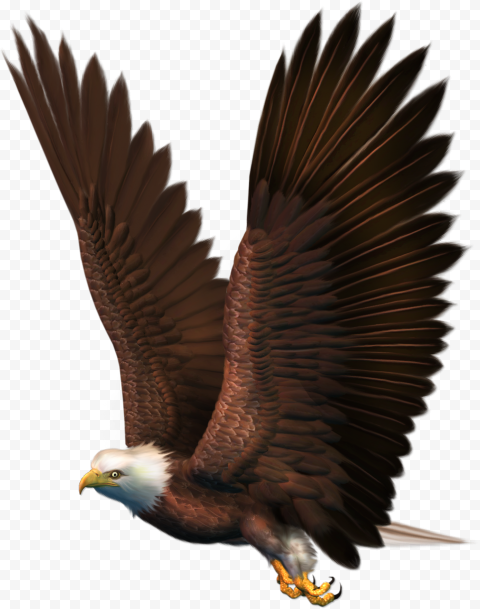Bald Eagle, eagle, animals, fauna, wildlife