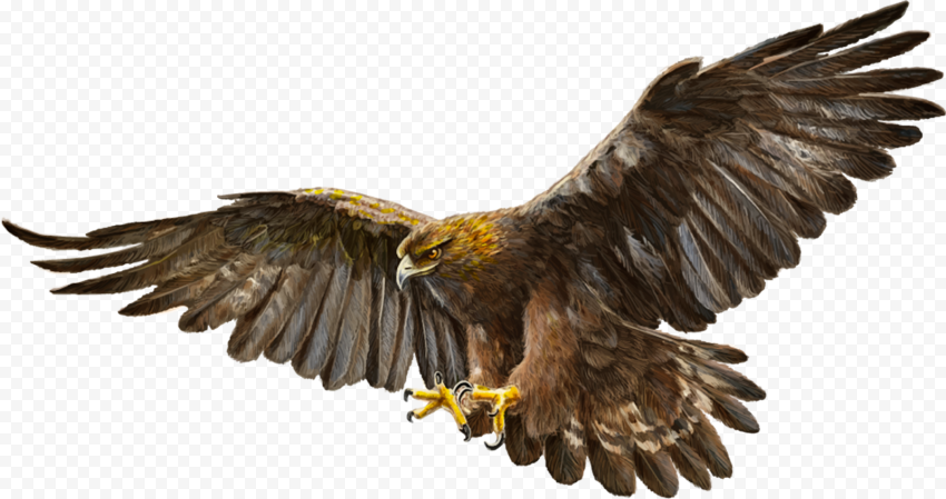 brown hawk illustration, Bald Eagle Bird Golden eagle, eagle, animals, fauna, wildlife