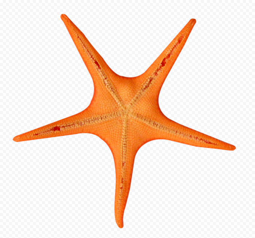 star fish png transparent 