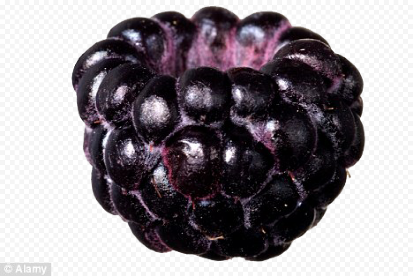 black raspberries transparent