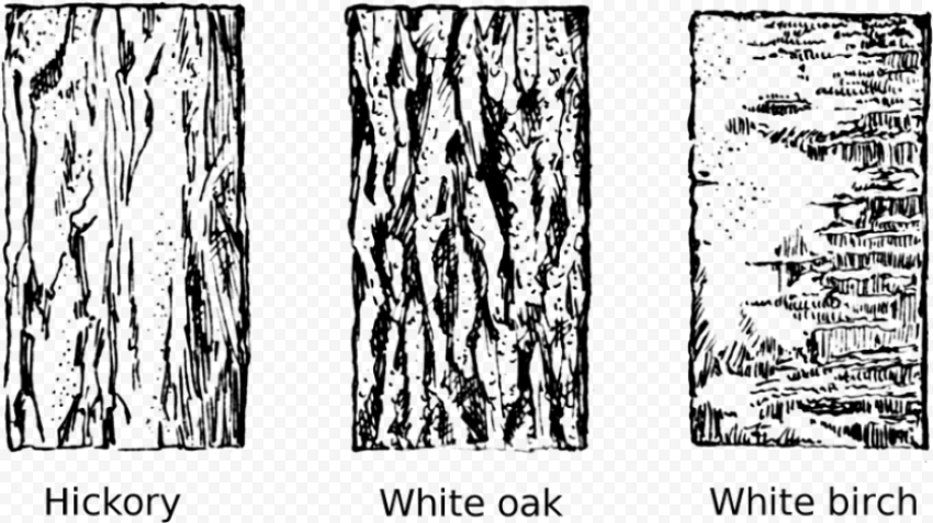 tree bark tree clipart vector transparent library drawing tree bark texture 