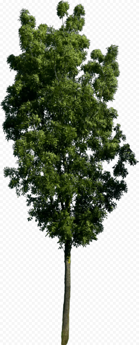 tree render tree plan png tree photoshop tree psd tree 