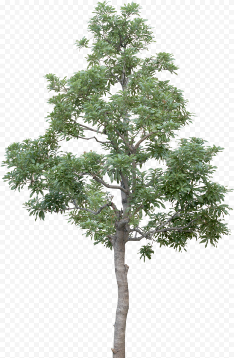 tree branches leaves palm tree autumn tree tree transparent background tree