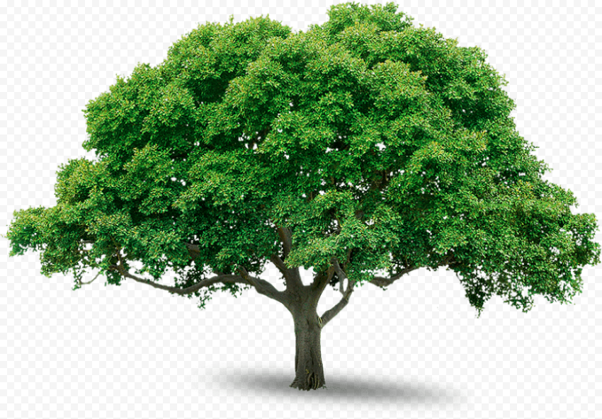 tree png background hd