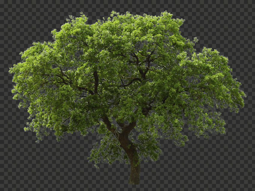 tree png logo for free
