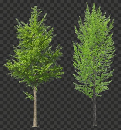 tree png top