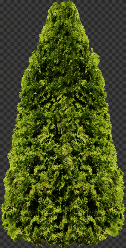 tree download now