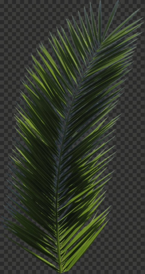 free png palm tree png images transparent palm tree leaf 457x863