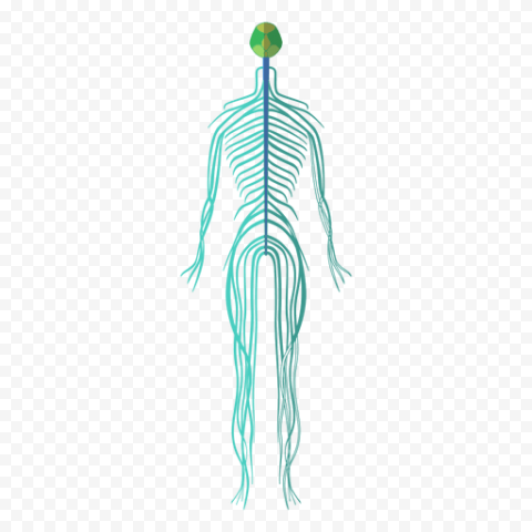 Vector Human Body PNG Transparent Image
