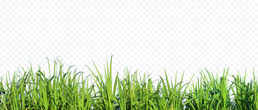 Green grass illustration, Mexican feathergrass Lawn Silvergrass Ornamental grass, Tall Grass Nature, image File Formats, presentation, grass png