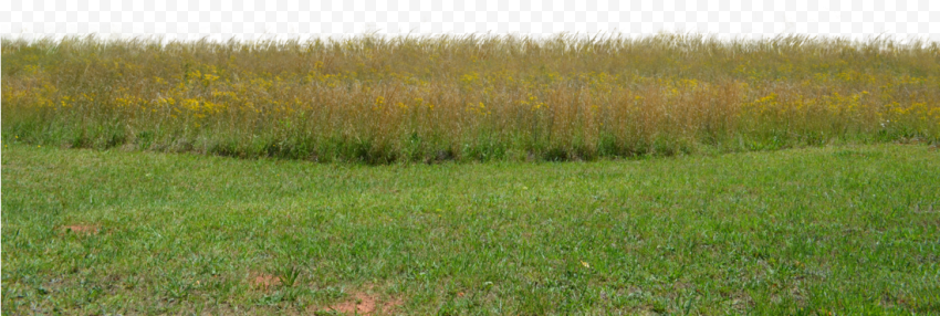 Landscape Grass Field PNG File