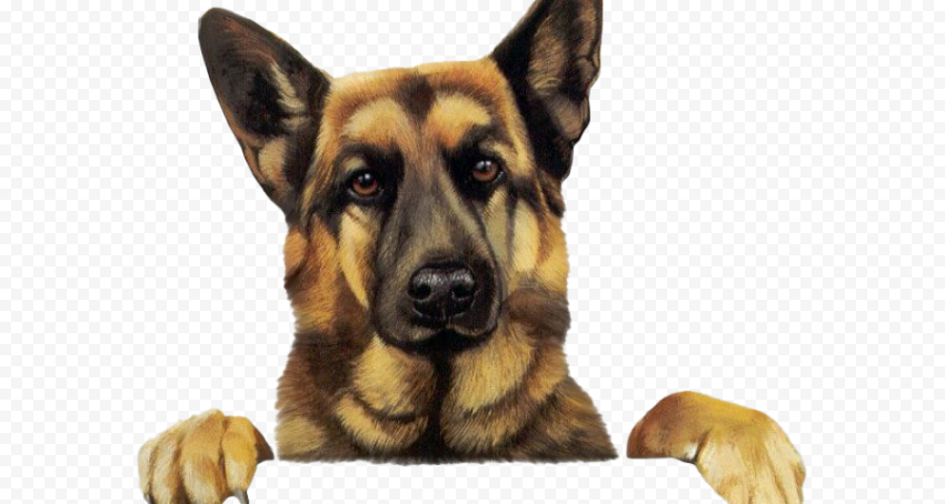 Dog Pet PNG Image
