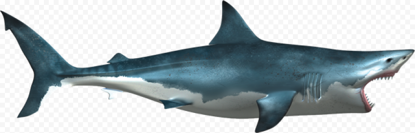 Blue Real Shark PNG Pic