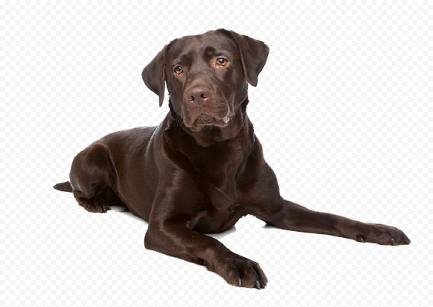 Labrador PNG File