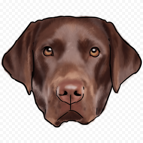 Labrador PNG Image