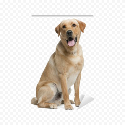 Labrador PNG Transparent Picture