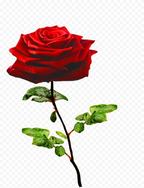 Red Valentines Day Rose PNG File