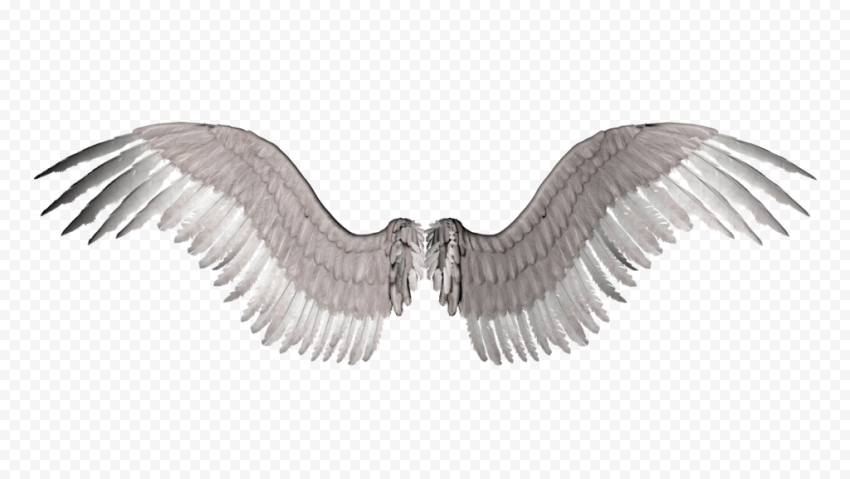 Graphy, Angel Wings, bird, website, feather
