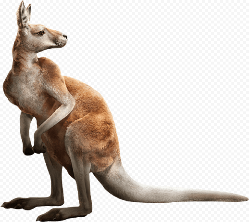 Kangaroo, kangaroo, animal, kangaroo clipart
