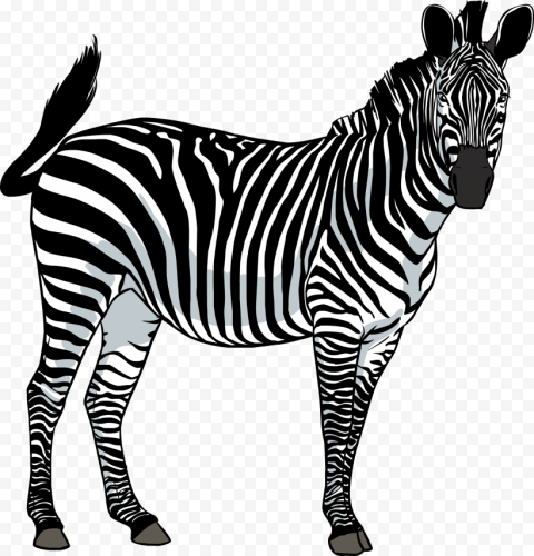 zebra png 2123x2210