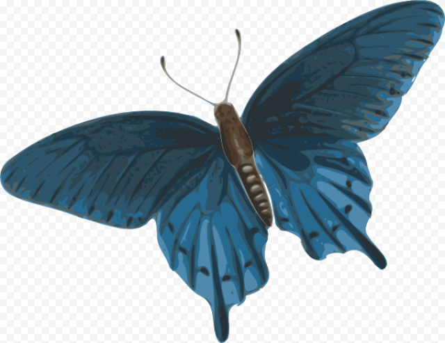 butterfly png animation
