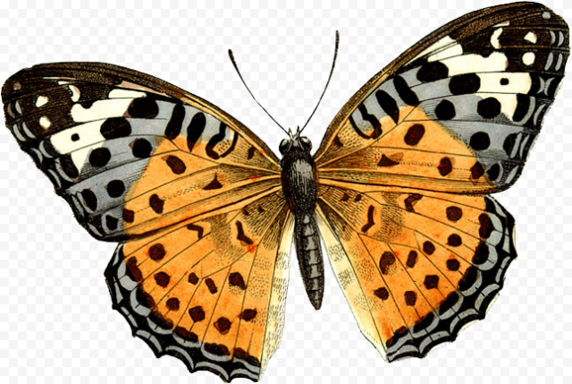butterfly png for picsart