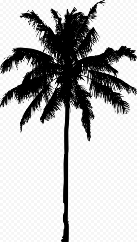 palm tree silhouette images